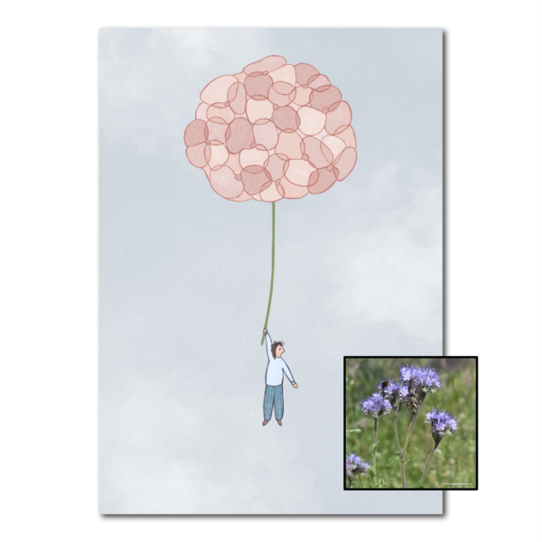 Hortensia | Bloemenzaad