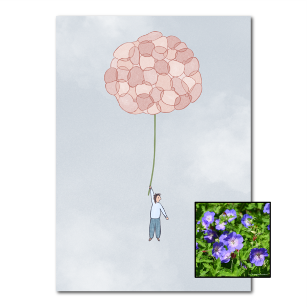 Hortensia | Bloemenzaad