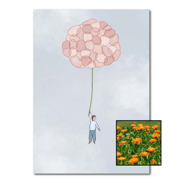 Hortensia | Bloemenzaad