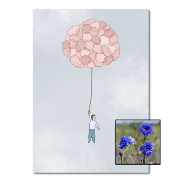 Hortensia | Bloemenzaad