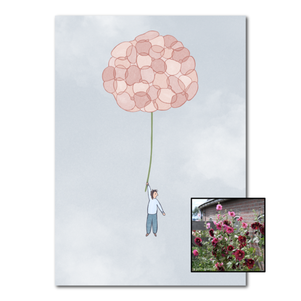 Hortensia | Bloemenzaad