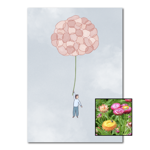 Hortensia | Bloemenzaad