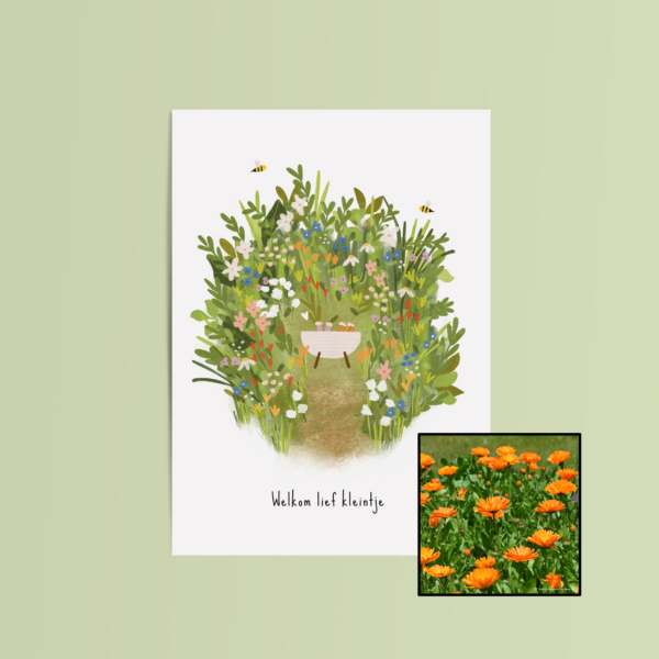 Welkom Lief Kleintje | Bloemenzaad