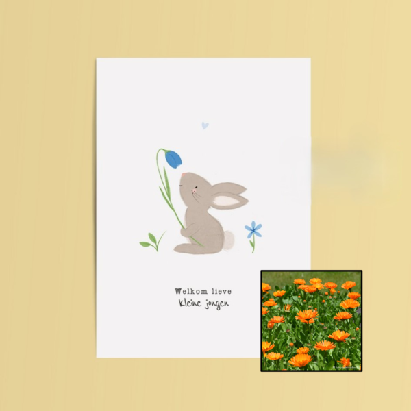 Welkom Jongen | Bloemenzaad