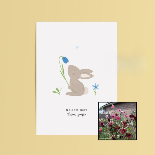 Welkom Jongen | Bloemenzaad