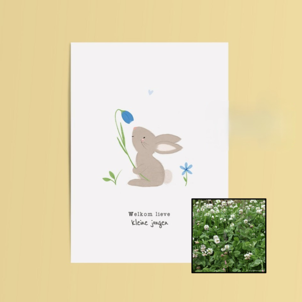 Welkom Jongen | Bloemenzaad