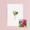 Boeket & Bij | Bloemenzaad