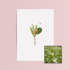 Boeket & Bij wenskaart met bloemenzaad met duifkruid