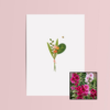 Boeket & Bij | Bloemenzaad