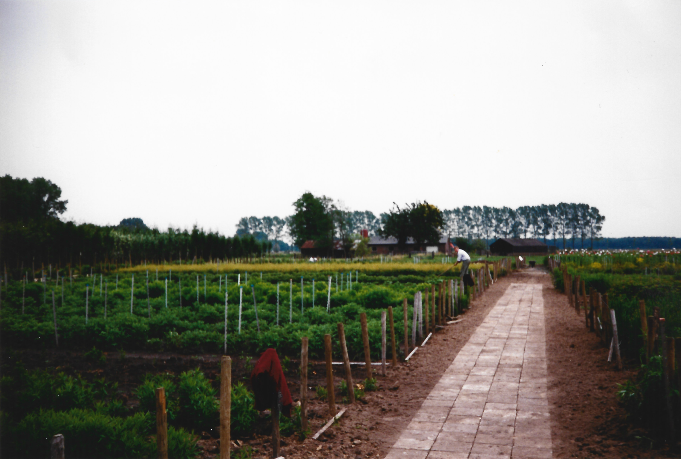 Kwekerij Dikkenberg 1988