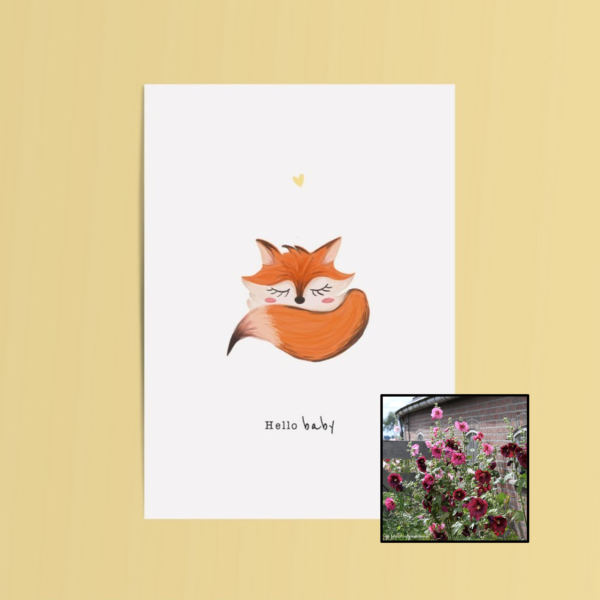 Hello Baby | Bloemenzaad