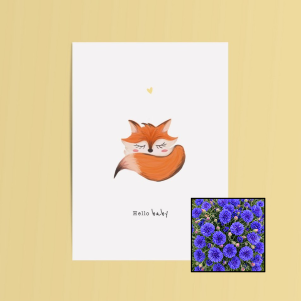 Hello Baby wenskaart met bloemenzaad met korenbloemen blauw