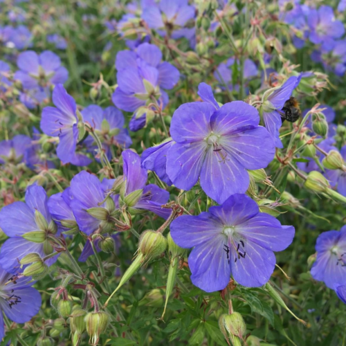 beemdooievaarsbek geranium bloemenzaad