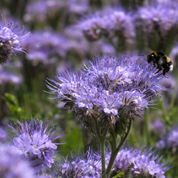 Bijenvoer (Phacelia) bloemenzaad