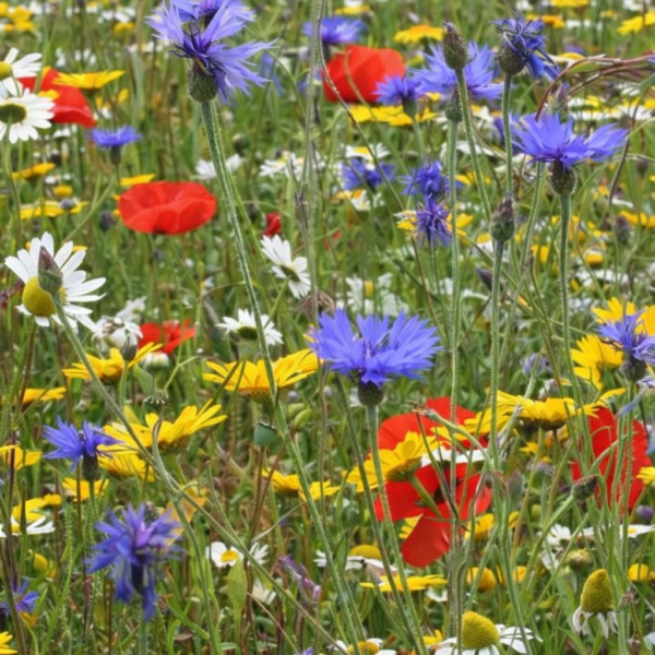 Bloemenmix voor bijen bloemenzaad