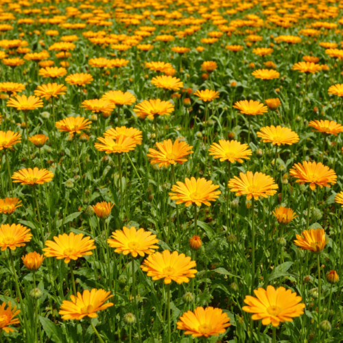 Goudsbloemen oranje bloemenzaad