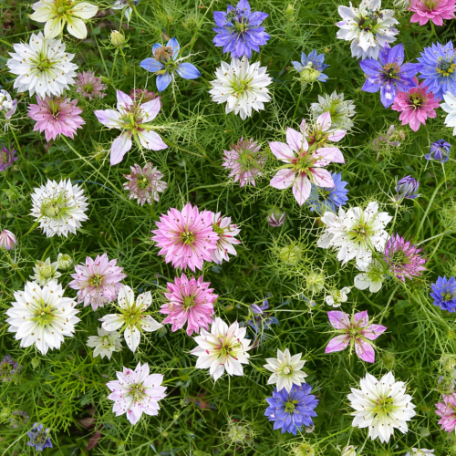 Juffertje-in-het-groen kleurenmix