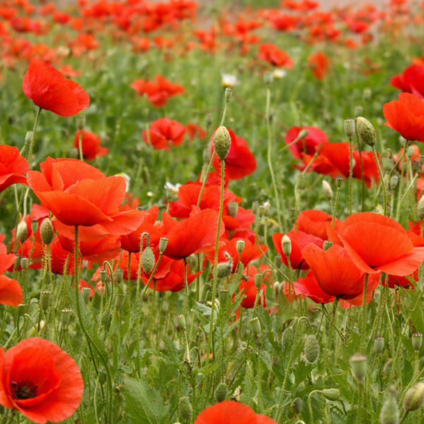 Klaprozen rood bloemenzaad