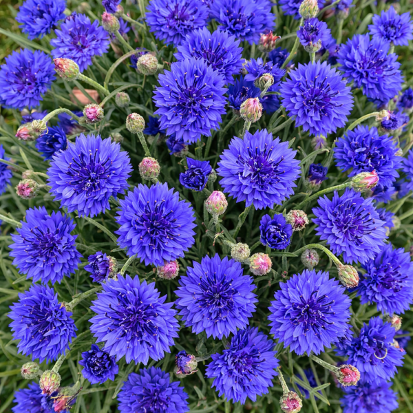 korenbloemen blauw bloemenzaad