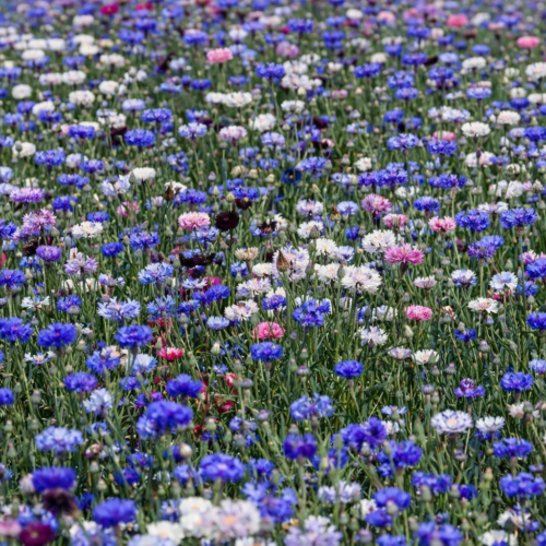 korenbloemen kleurenmix bloemenzaad