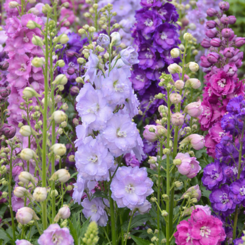 Ridderspoor bloemenzaad