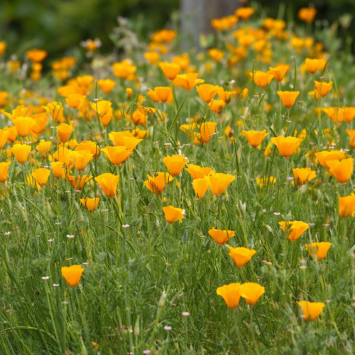 slaapmutsje bloemenzaad