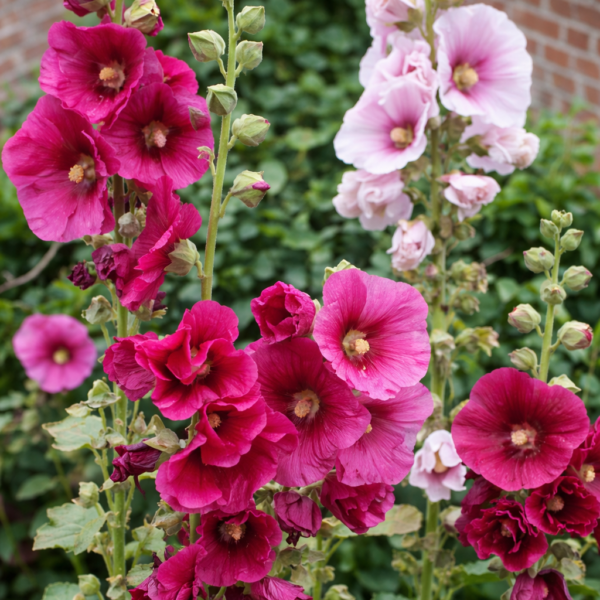 stokroos kleurenmix bloemenzaad