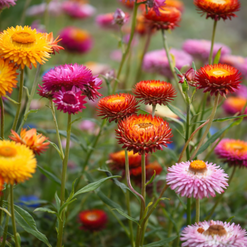 Strobloem bloemenzaad