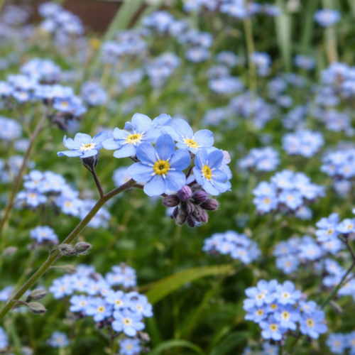 vergeet-mij-nietjes blauw bloemenzaad