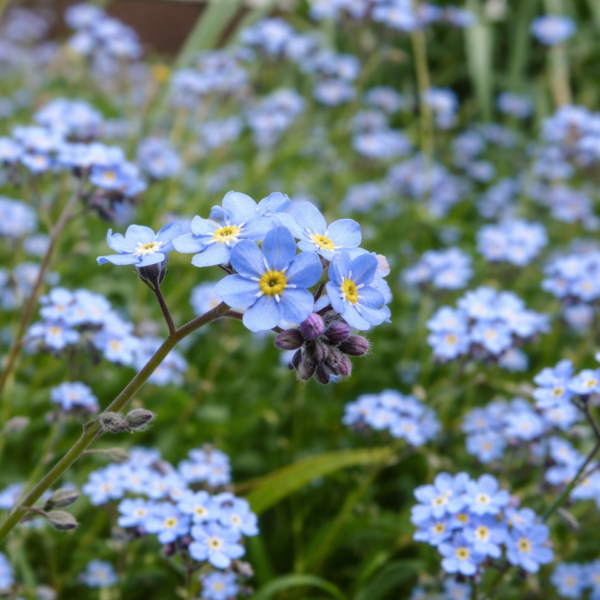 vergeet-mij-nietjes blauw bloemenzaad