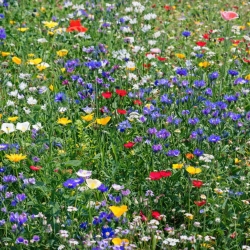 Weidebloemenmix bloemenzaad